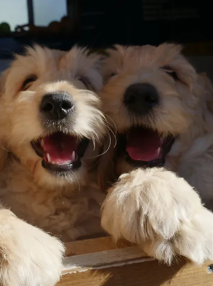 Two Golden Groodle puppies