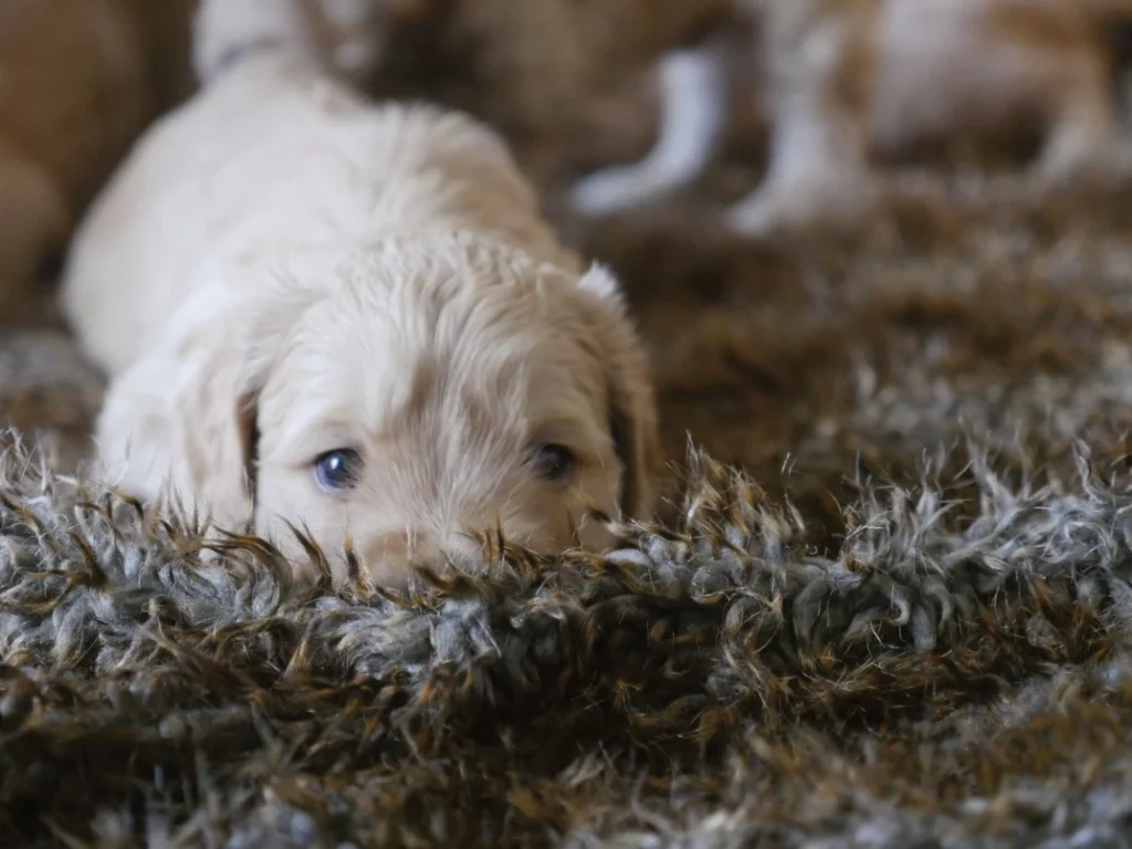 Golden Groodle puppy lying on carpet looking at camera